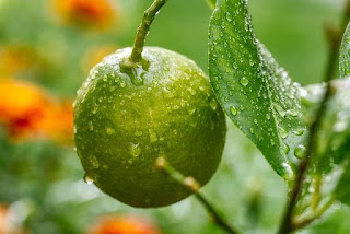 gambar jeruk nipis
