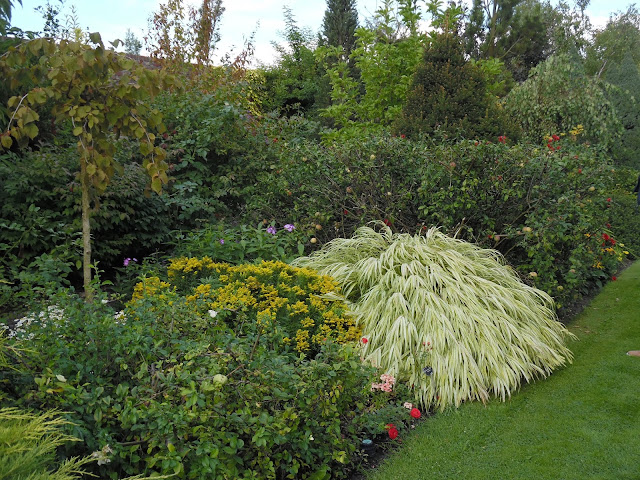 hakonechloa macra Aureola, rabata mieszana 