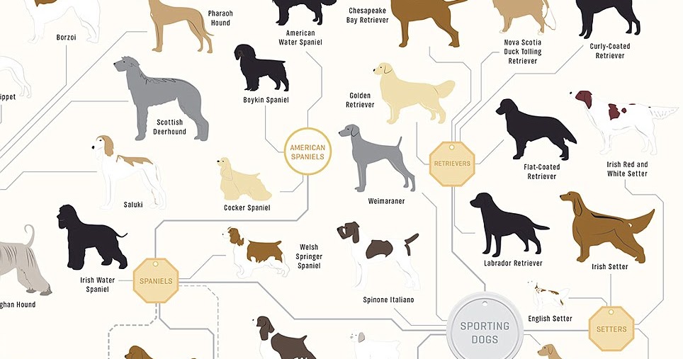 Every Single Dog Breed In The World Every Single Dog Breed In The World