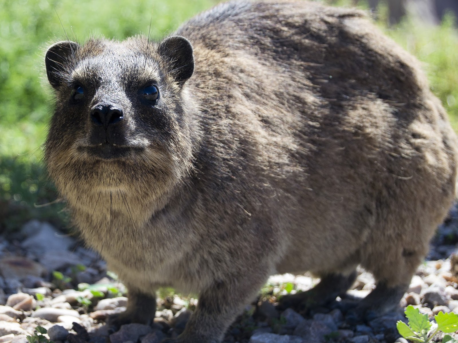 Picture of a rock badger (procavia capensis) 