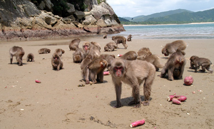 Delegate Select: Potato Washing Monkeys