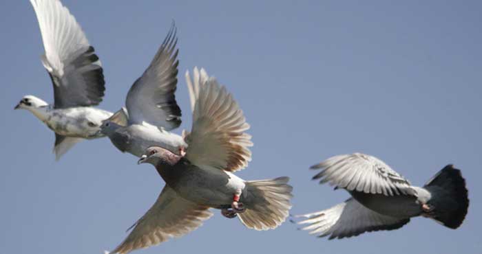 Keunikan Permainan Burung Merpati Getakan