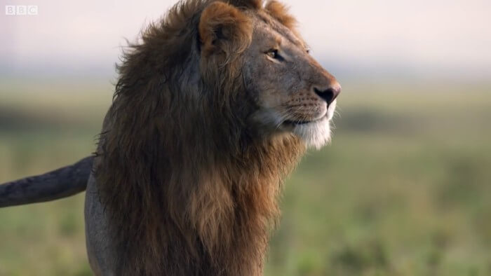 This Lion Was Losing A Fight Against 20 Hyenas. His Brother Heard Him And Rushed To Rescue Him! This Lion Was Losing A Fight Against 20 Hyenas. His Brother Heard Him And Rushed To Rescue Him!