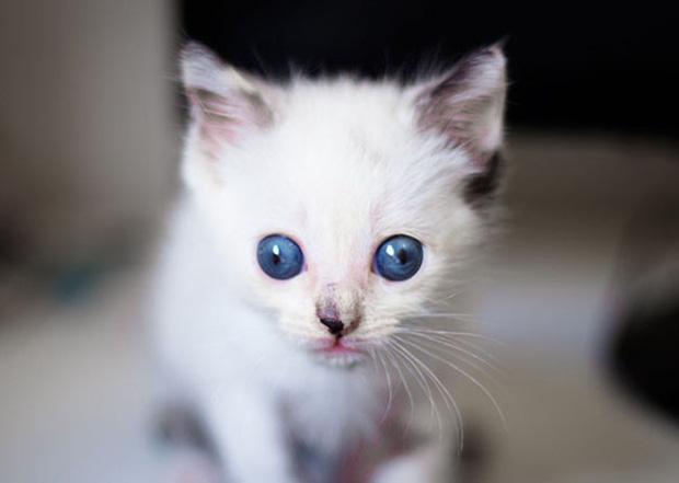 Muốn lác mắt với 15 em mèo mắt lác siêu đáng yêu