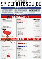 Black Widow Spider Bite Symptoms Cats - Colorado Guy Bitten On Cheek By Black Widow Spider In His ... / Black widow spiders and brown recluse spiders like warm climates and dark, dry places.