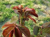 Pesticide ecologice pentru trandafiri - paduchii de trandafir