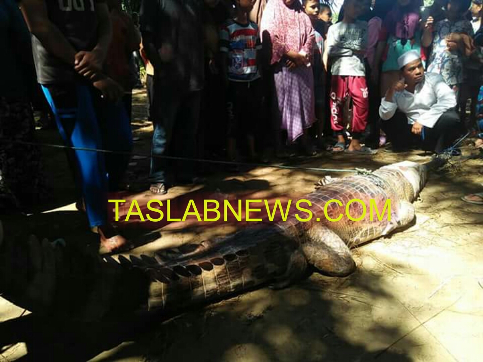 Ratusan warga menyaksikan buaya yang berhasil ditangkap di Labura. Ratusan warga menyaksikan buaya yang berhasil ditangkap di Labura.