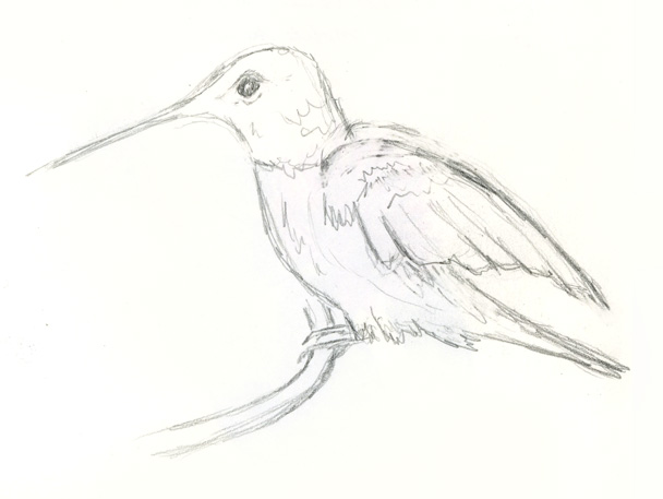 Hummingbird quick pencil sketch Hummingbird quick pencil sketch