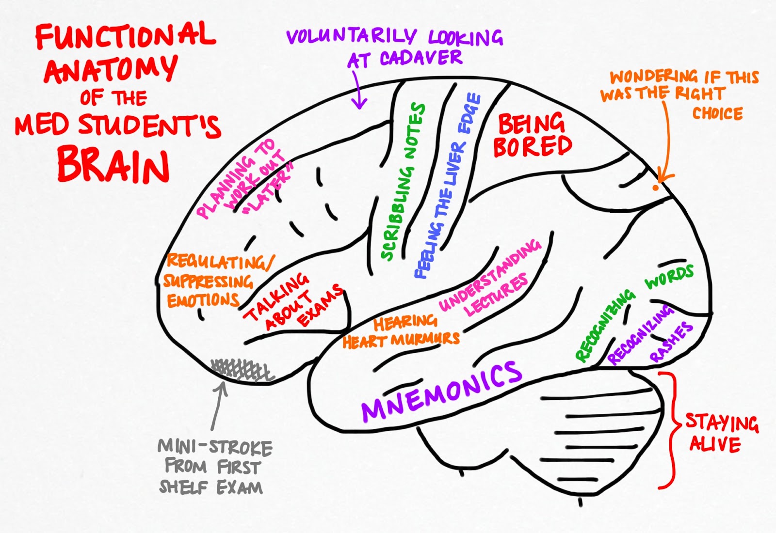 questions for model brain Albert's ap® psychology practice questions will help you review everything from the history of psychology to the inner what happens to the brain under. questions for model brain Albert's ap® psychology practice questions will help you review everything from the history of psychology to the inner what happens to the brain under.