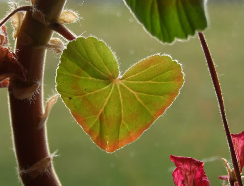 Fair Isle Hearts in Nature Happy Valentine's Day!