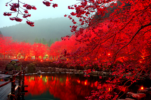 cherry blossom lake sakura japan