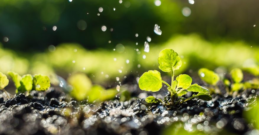 ACID RAIN: Does Acid Rain Have an Effect on Agriculture? Biology Diagrams