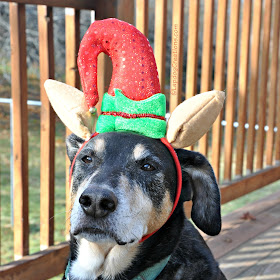rescued senior hound dog with christmas elf hat