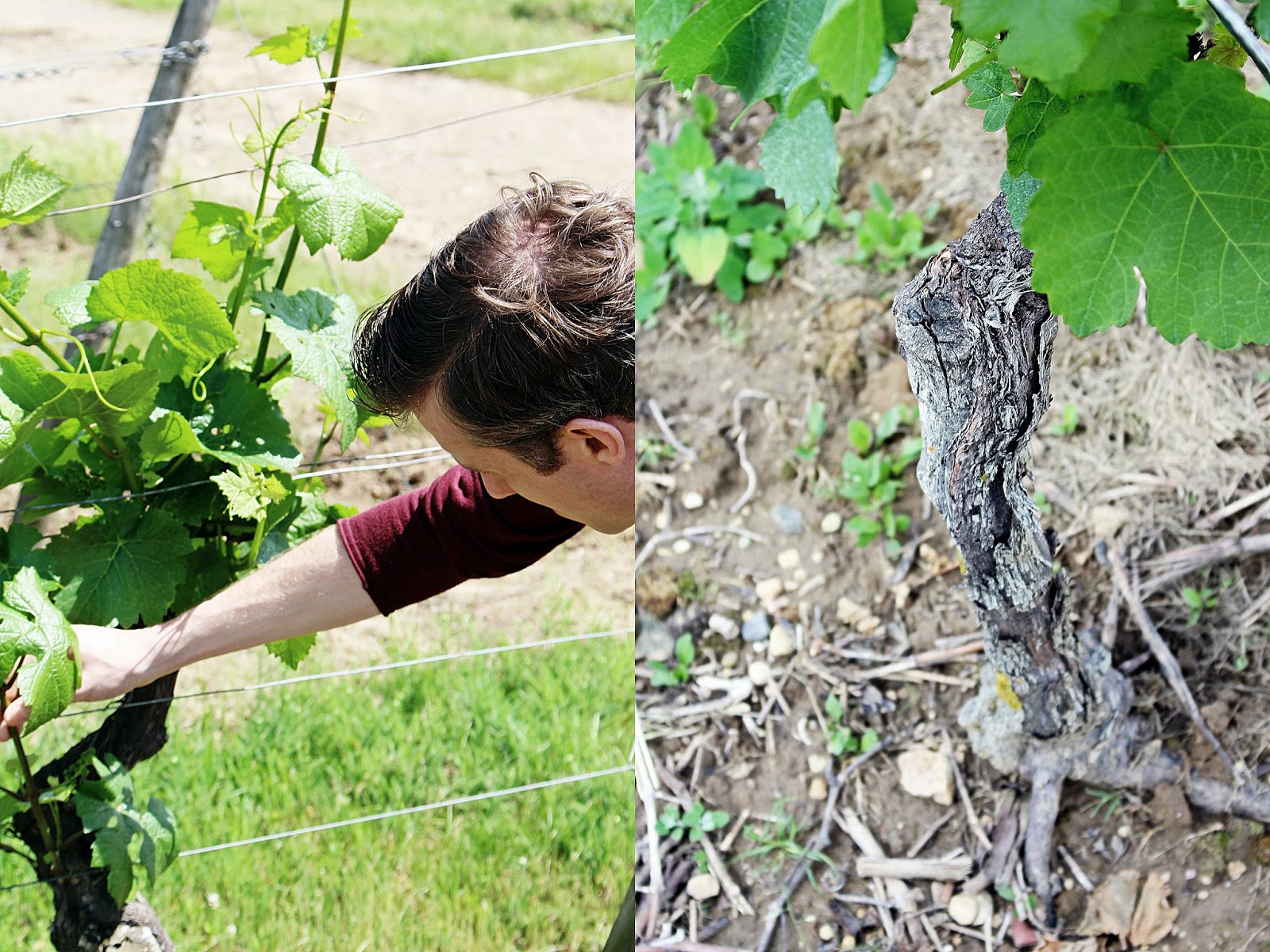 Weinmesse Rheinland Pfalz In Kiel Karamellisierte Feigen Und