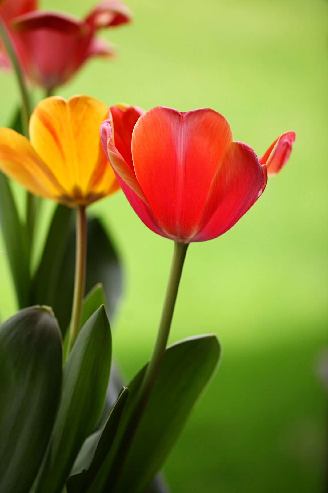 among the saguaros if you want to grow tulips in the desert...