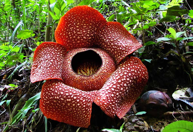 Rafflesia Arnoldii - maior flor do mundo