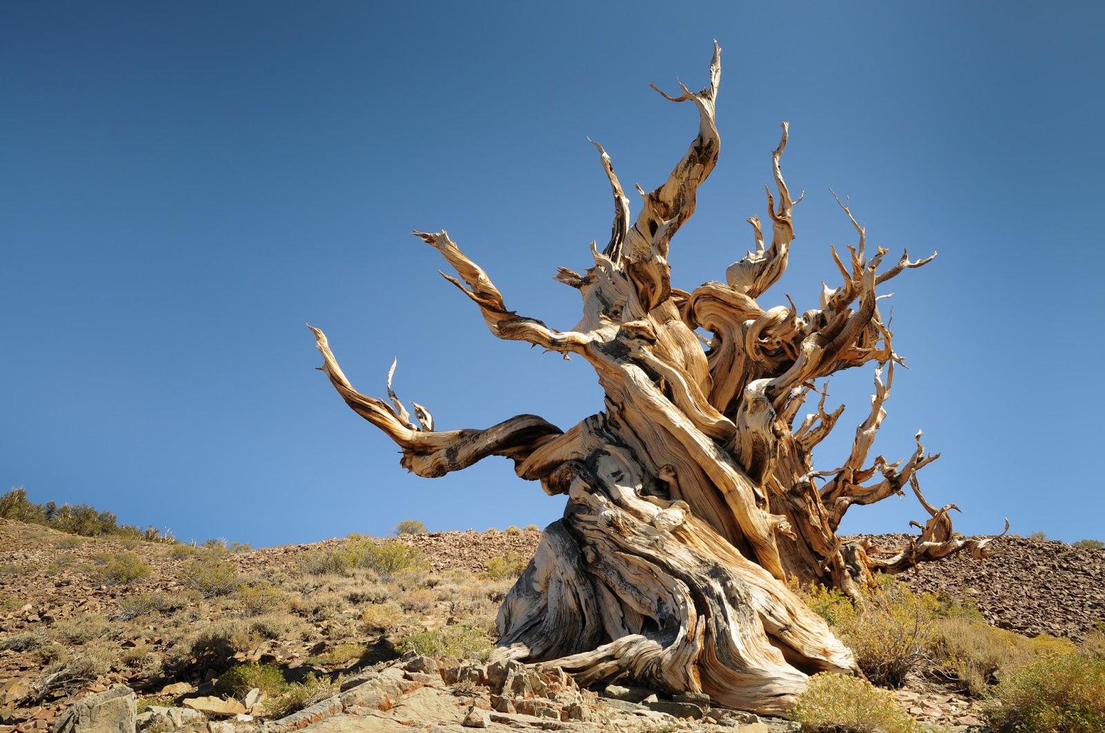 Scientific English: 樹齢５０００年，世界最古の樹木にも地球温暖化の影響