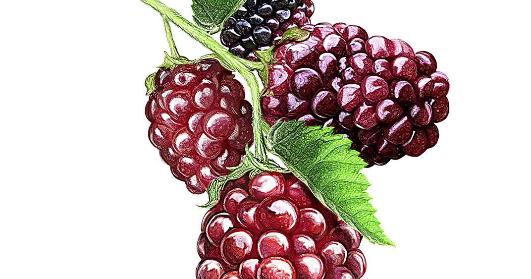 Steve V Illustration Boysenberry