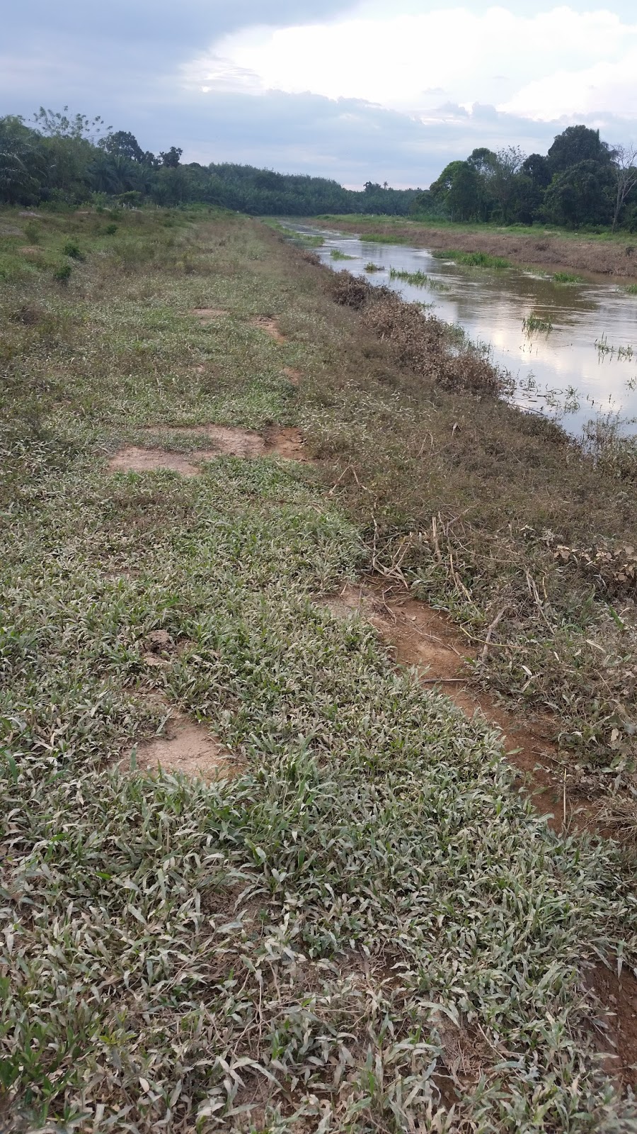 Warisan Petani: Ternakan Lembu 4