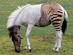Funny And Cute Animals: Zorse | Cute & Funny Fresh Photos-Images
