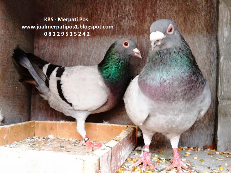 Merpati Pos Kebayoran Breeding Station Racing Pigeon Kbs Jual