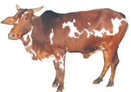Cow Images, hd photo  Free Download  80