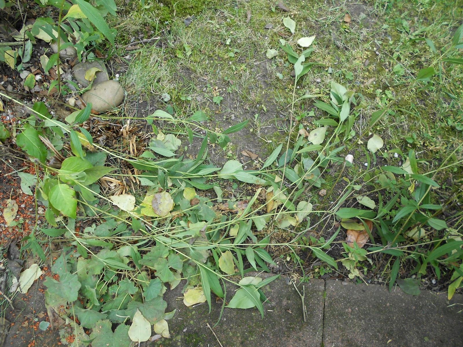 Verboten gut ⚠: Gefüllte Tomaten mit Schafskäse