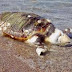 Δύο χελώνες Καρέτα νεκρές τις τελευταίες μέρες σε παραλίες της Πρέβεζας.