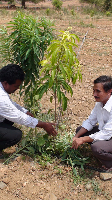 Mulching fruit trees