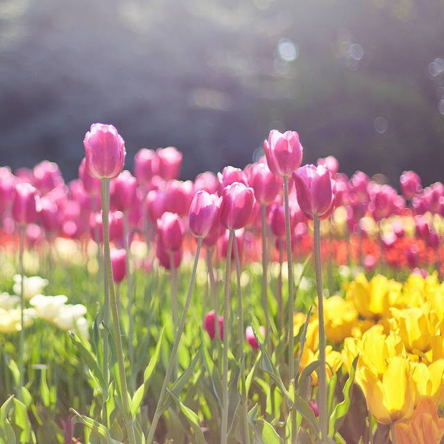 Hình ảnh hoa Tulip Tím & Ý nghĩa của hoa Tulip màu tím là gì?