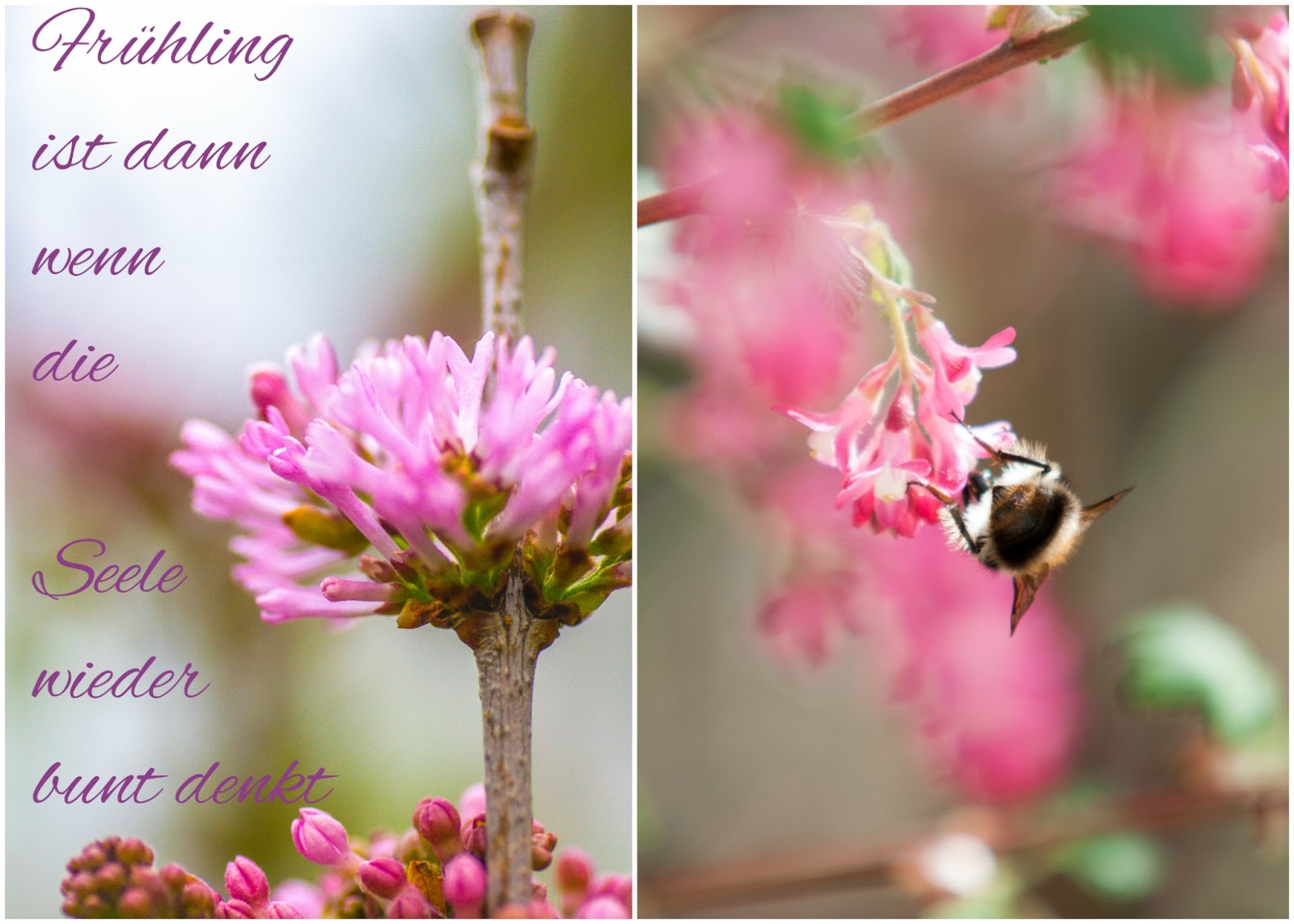 Herzenswarme Ein Blick In Meinen Garten