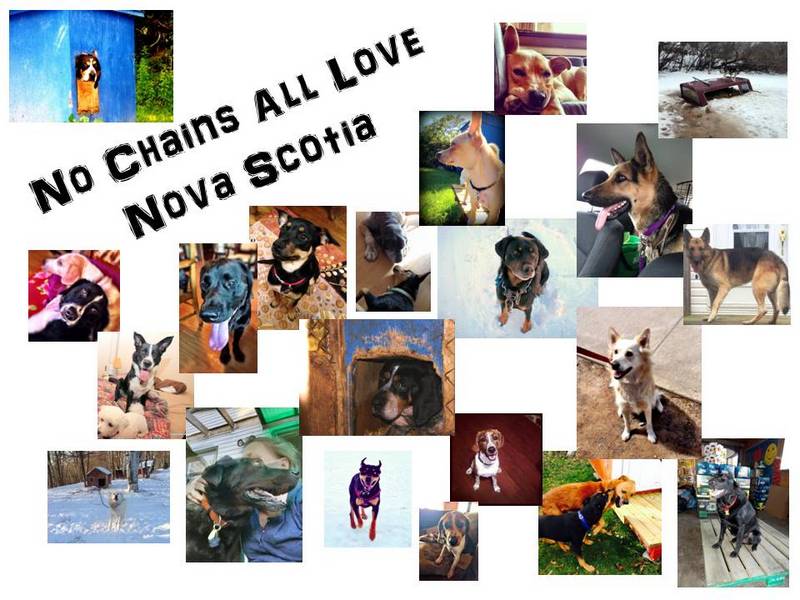 No Chains All Love Dog Nova Scotia