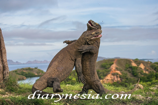 komodo dragon ancient animal, komodo island indonesia, komodo national park tourism, diarynesia