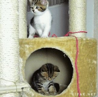 Funny cats - part 343, cat picture, best funny cat gif, cat photo