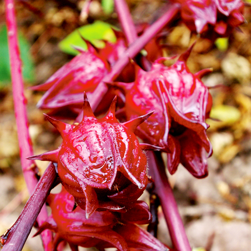 The Health Benefits Of Roselle Or Hibiscus (ZOBO) EazyFeeds