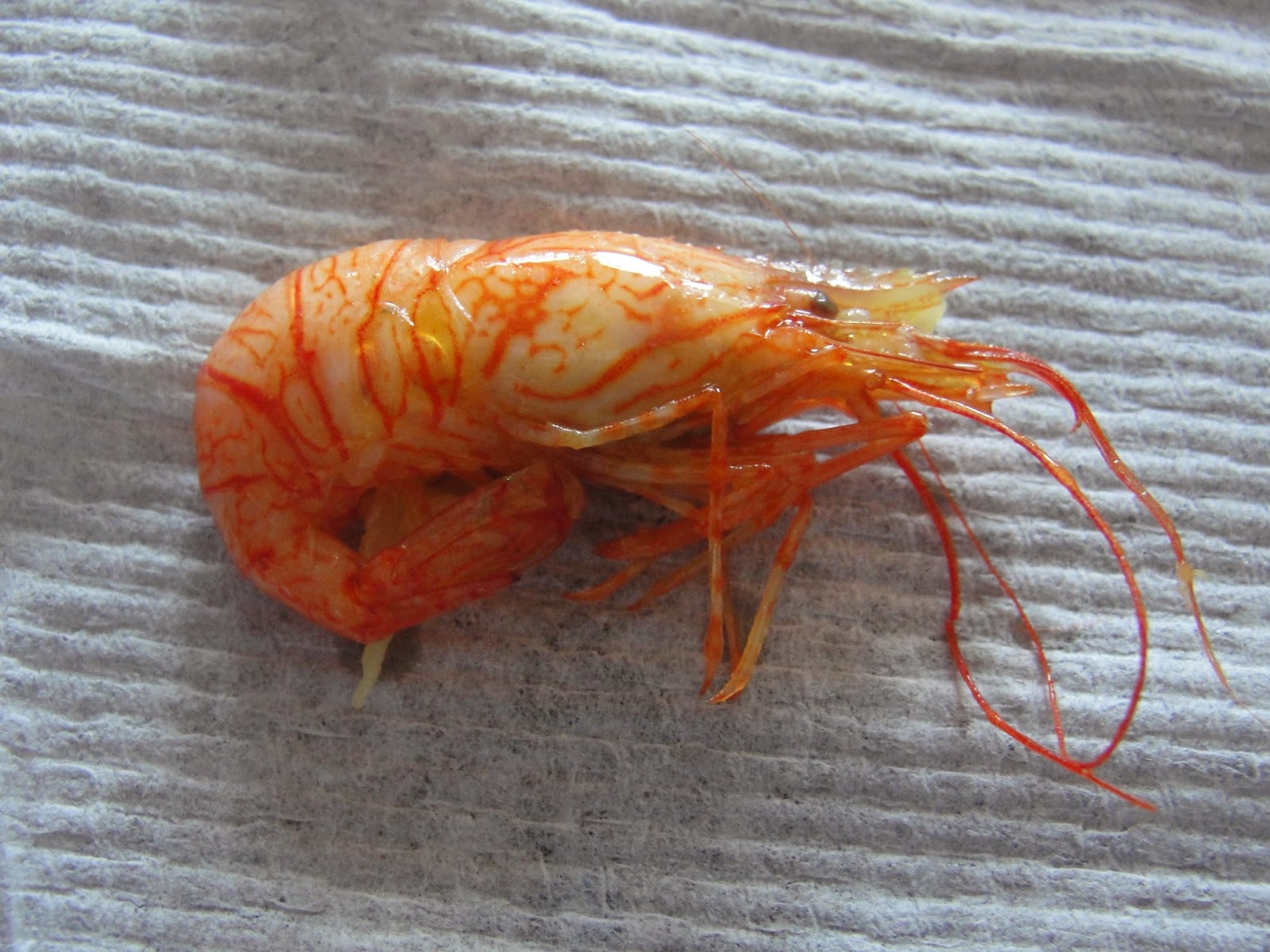 The Outdoor Traditionalist Homemade Mackerel Lures and Traps