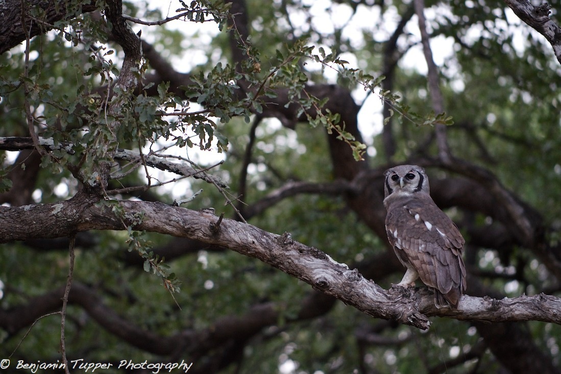 Wildlife Research in South Africa
