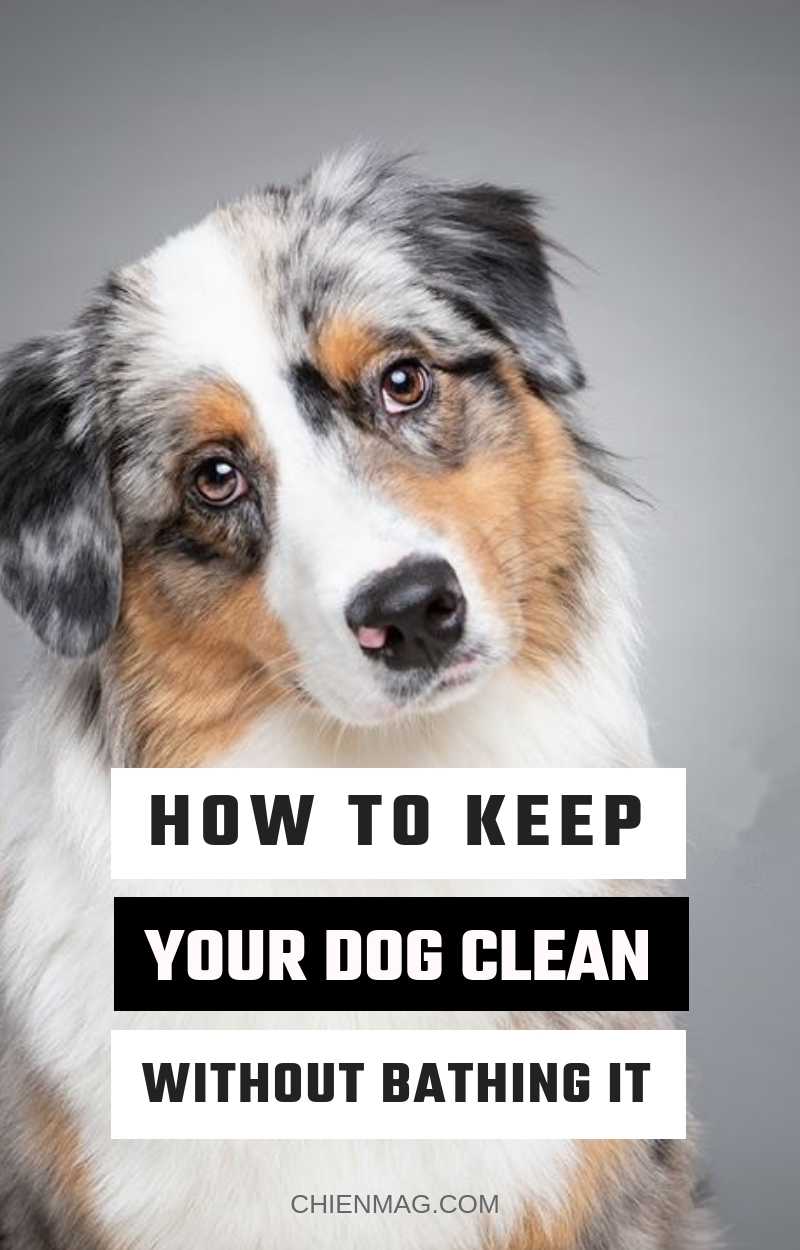 How To Keep Your Dog Clean Without Bathing Him