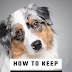 How To Keep Your Dog Clean Without Bathing it