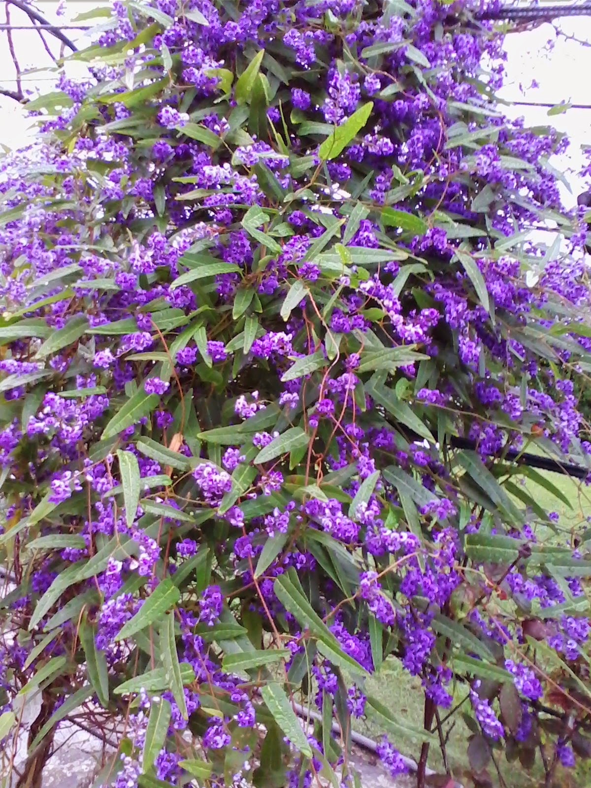 Con espíritu crítico Un ramito de