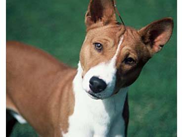 Anjing Basenji | Blog Campursari