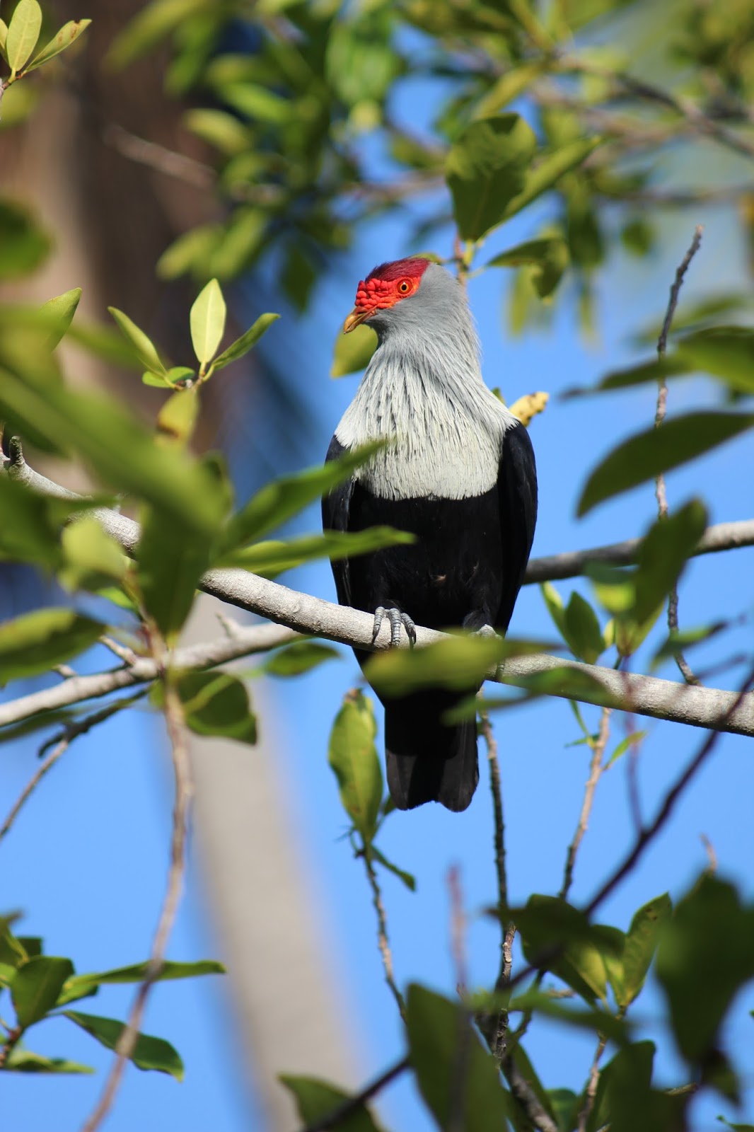 Rosarium Uwe Rosenkranz Rosary