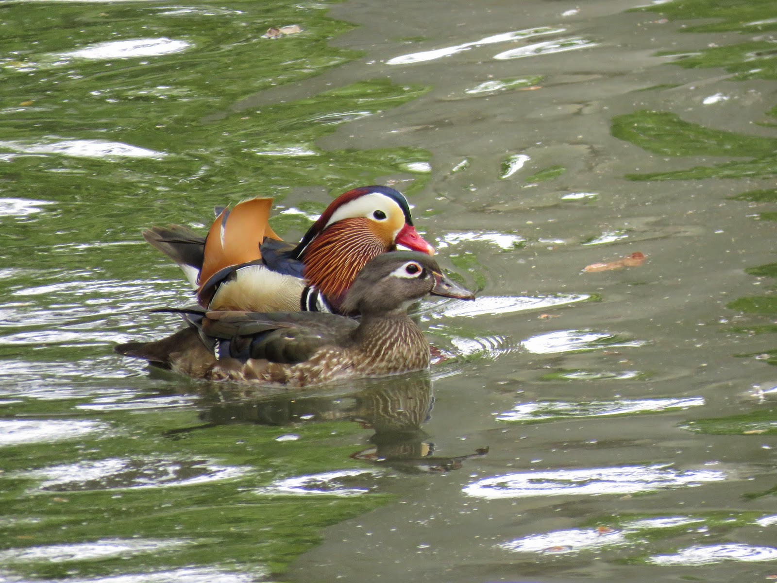 OC Birder Girl Mandarin Duck
