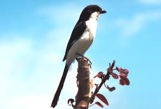 Burung Cendet : Burung Kicau : Informasi Seputar Habitat Burung Cendet Si Predator 