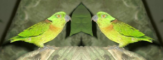 Nama Lovebird Berdasarkan Warna Beserta Gambar Lengkap