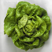 Bibb Lettuce