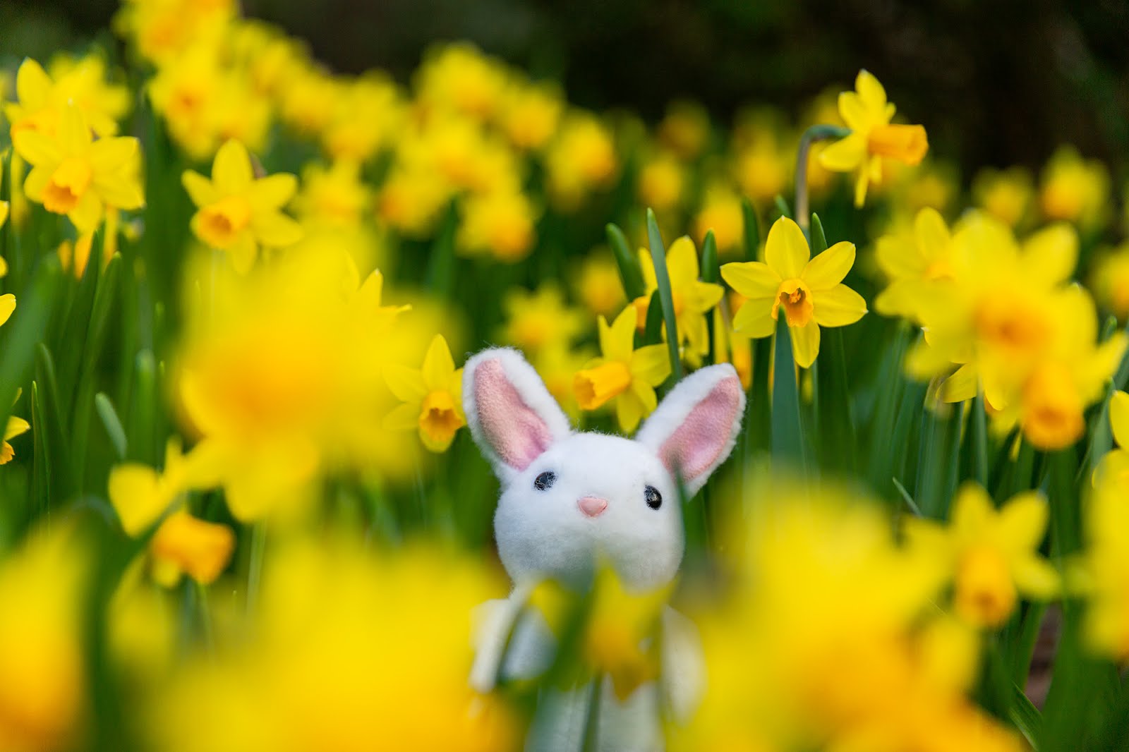 Standing Out Among the Daffodils