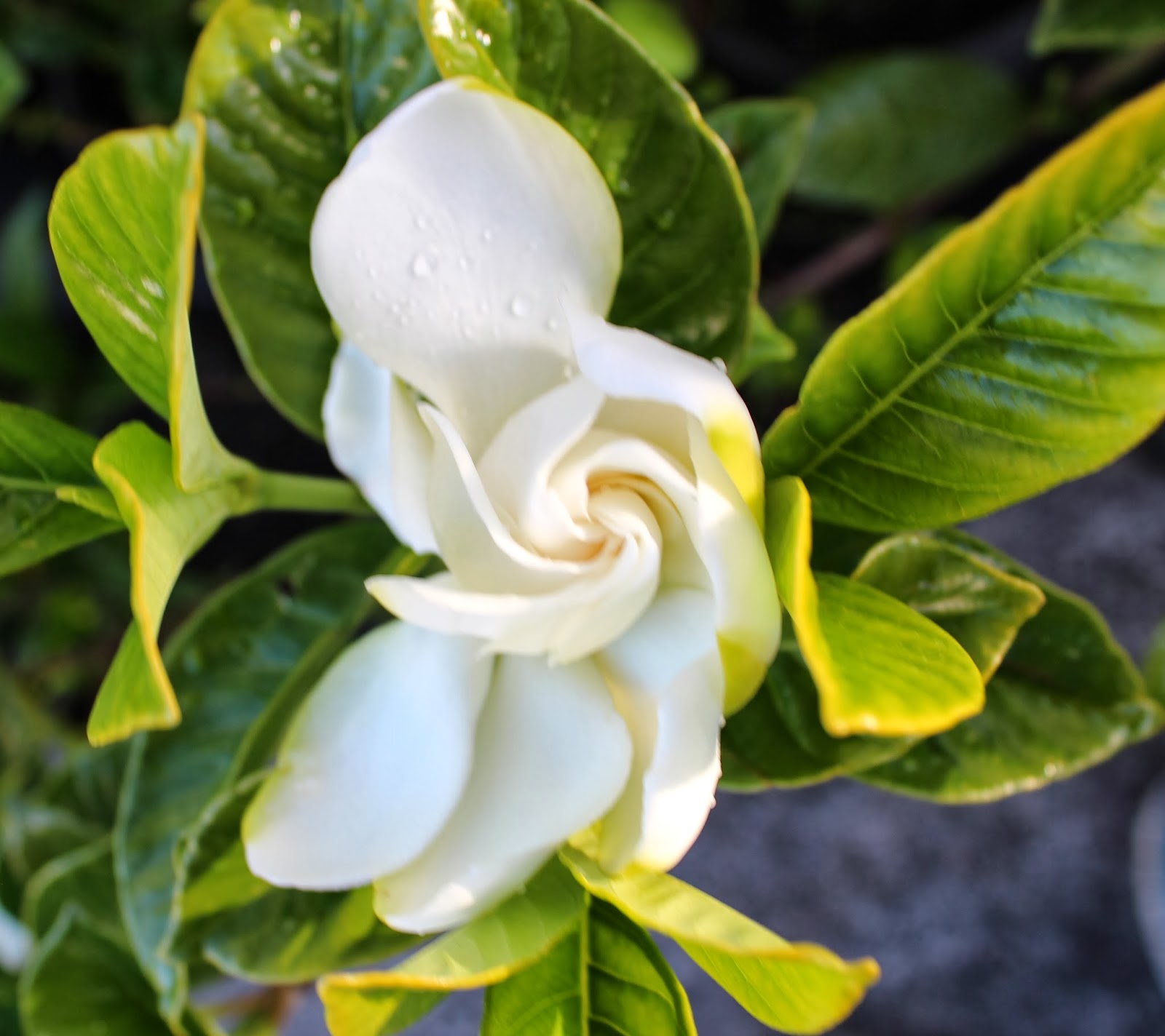 Florez Nursery Gardenia augusta 'Magnifica'