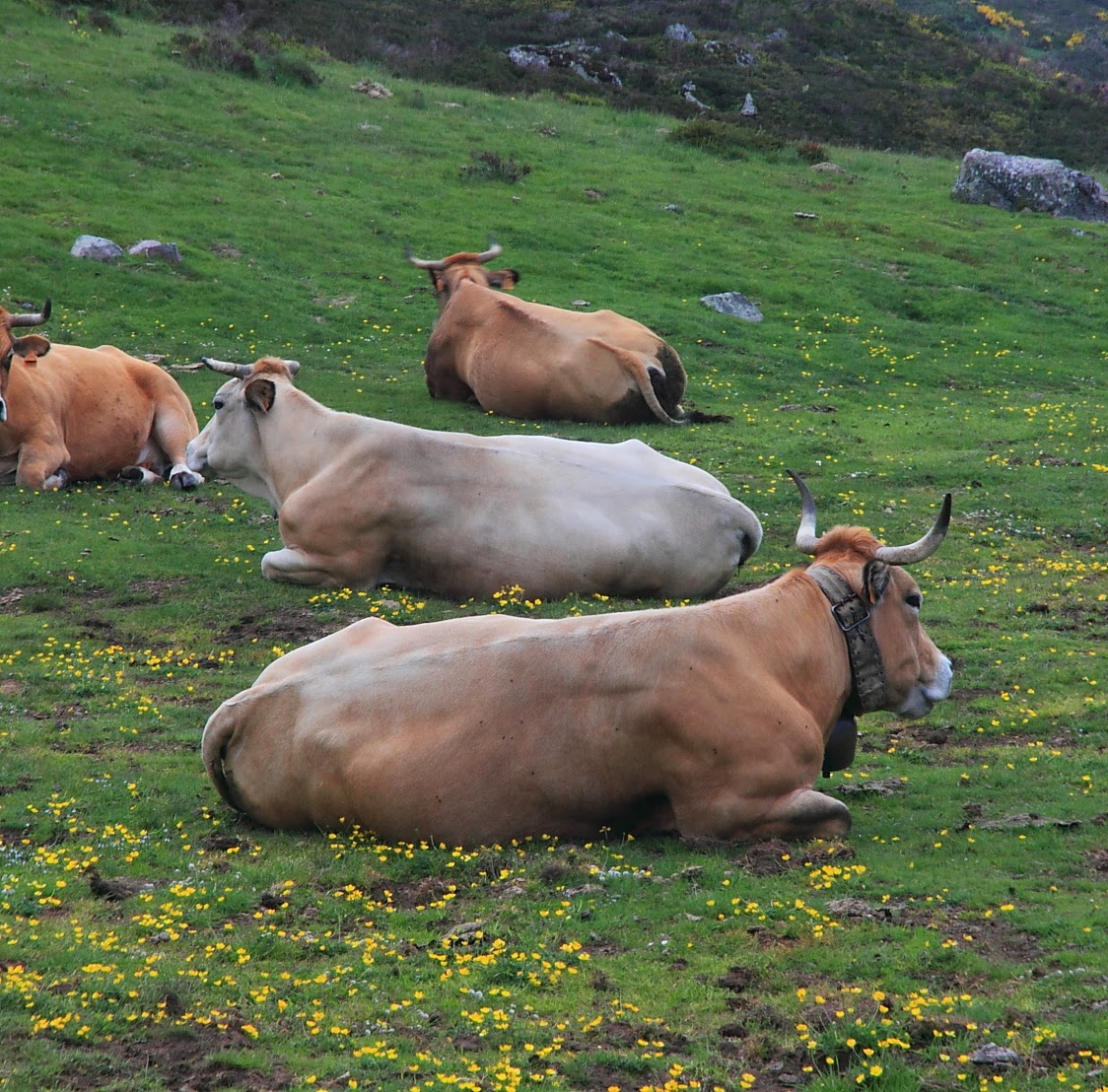 Filandón (Noroeste leonés): Orallo (II): Al paraíso desde Orallo.