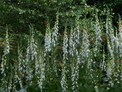 Digitalis or Foxglove 10 Shade Loving Plants for a Woodland Garden